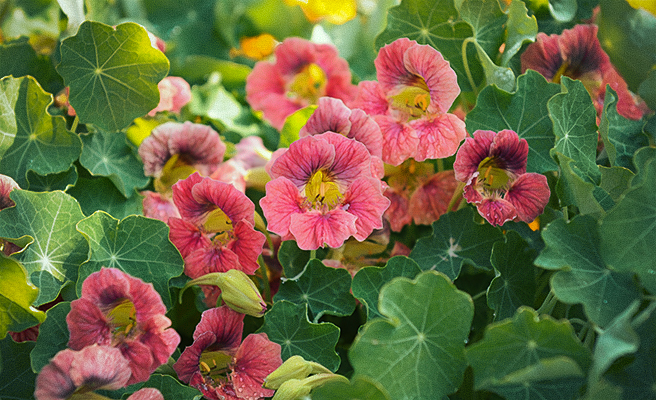 88020 Tropaeolum majus 'Ladybird Rose'